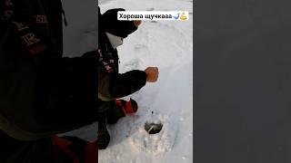 Оставили ЖЕРЛИЦЫ на ночь, утром УДИВИЛИСЬ!!! #fishing #щуканажерлицы #рыбалка