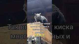 Киска сильных и независимых!)