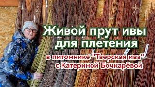 Тверская ива. Живой прут ивы для плетения.