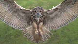 Eagle owl in flight high speed camera AMAZING slow  motion camera