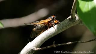 Magicicada cassini tymbal vibration (periodical cicada)