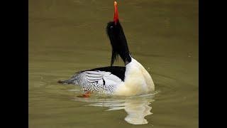 SCALY-SIDED MERGANSER