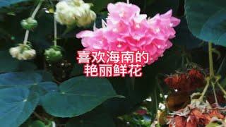 鲜花朵朵香气远，甜蜜生活在眼前。