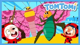 Gigantic Insects | Unusual Insects | Unusual Series | Insect Song | Kids Song | TOMTOMI