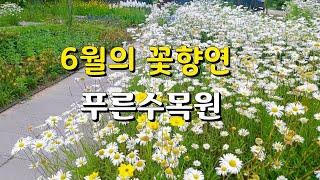 [여행로그] #푸른수목원 6월의 꽃들과 자연풍경. Seoul Blue Arboretum