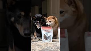 I Tried Sharing New Treats … BIG Mistake!  #shibenation #shibaaddict #traderjoes #brothers