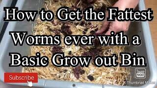 Setting up an easy worm grow out bin 2023