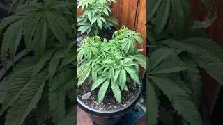 Grampas stash multipack ethos week 6.5 from seed
