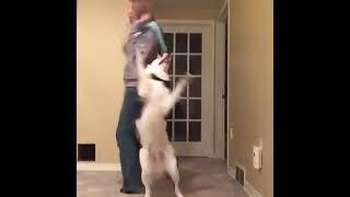 Lovely Dog dancing