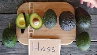 Hass avocado: a profile