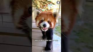 Red Panda  Dangerously Cute and Fierce!