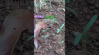 설날에 발아된 코스모스 새싹들,.. #코스모스 #국제커플 #베트남
