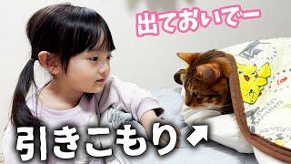 引きこもりの元噛みつき猫 vs 引きずり出したい5歳娘の日常