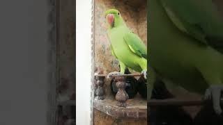 Khursheed World # shorts #mithu videos # parrots vlog# subscribe to my channel#