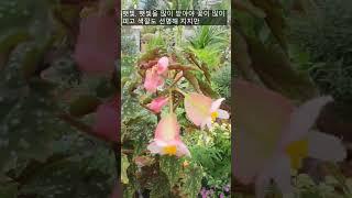 Begonia flowers / How to make them bloom all year round