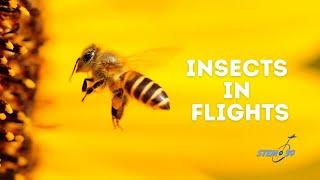 How Insects Fly!