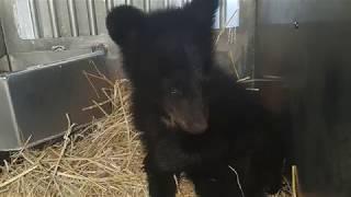 Meet Valhalla! Our newest bear cub.