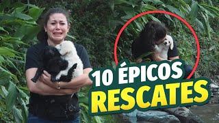 10 ANIMALES RESCATADOS por HUMANOS que te dejarán sin palabras