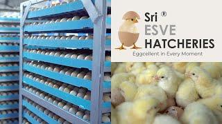 The Amazing Full process of Modern Chicks Hatchery | Hatchery Farming Technology | ibusinesszone