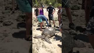 Green turtle rescue by tour group on Lady Musgrave Island, Australia