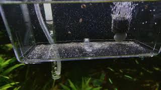 pleco L260 aquarium baby fish catfish aquarium