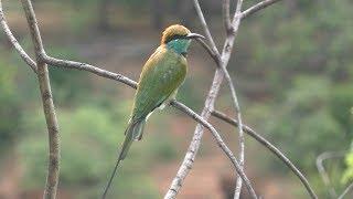 Sri Lanka Yala National Park safari 50FPS 1080P