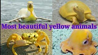 Most rare and beautiful yellow animals.सबसे दुर्लभ और सुंदर पीले जानवर।#shorts #yellow #beautiful