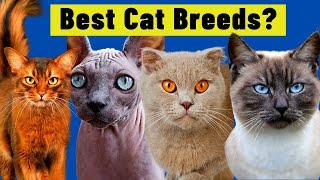 10 Best Cat Breeds For FIRST TIME OWNERS / Best Cat Breeds for Beginners