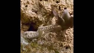 Can you spot the hidden snake #eagle #shorts #sainikhub