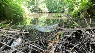 “BEAVERS DAM UNCLOGGED” Culverts Flow Restored