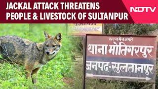 Uttar Pradesh News | Fear Grips Sultanpur, Jackal Attacks Threaten People And Livestock