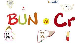 Serum BUN and Creatinine - Kidney Function Tests - Nephrology Labs