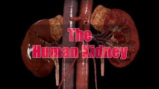 The human kidney | Best video. 