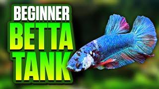 Betta Tank Setup & Aquascape: Watch Me Build A Beginner-Friendly Tank With Plants & Hardscape Tips!