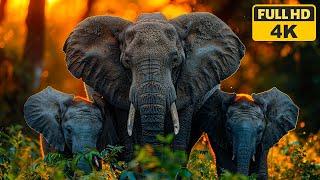 Animals & Wildlife 4K ULTRA HD - Relax with Nature & Soothing Music, Best Relaxation Music