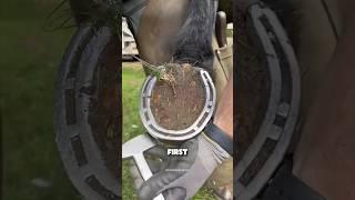 LIFE CHANGING horse pedicure  - (: Sam Dracott Farrier) - #horse #farrier #asmr