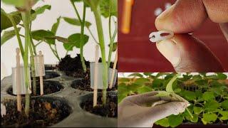 How to graft Brinjal plants on Turkey Berry plants using grafting clip? Complete guide upto fruiting