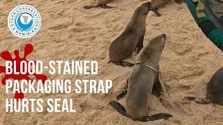 Blood-Stained Packaging Strap Hurts Seal