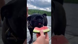 Cute pug eating watermelon ️ #pug #dog #puglife