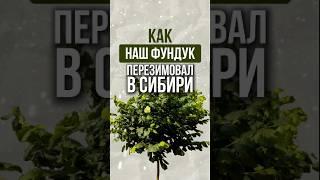 КАК НАШ ФУНДУК ПЕРЕЗИМОВАЛ В СИБИРИ | FundukEco #сибирь #новосибирск