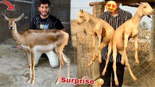 Qurbani Ky Leay Deer Le Rhy Hen 