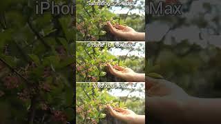 Samsung S25 ultra,Vivo X200 pro and iphone 16 pro Max camera test #samsung #iphone #vivo #camera