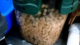Tetra Pressure Filter Backwashing by Columbia Water Gardens - Part 1 of 2