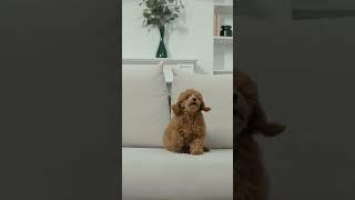 Dog Funny#likeandsubscribe#doglover#dogsocute#dogvideo#puppyvideos#youtube#viral#short#subscribenow