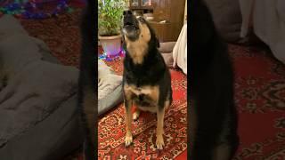 Сегодня матерится уже на меня  #собака #собаки #моясобака #люся