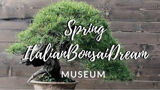 Spring ItalianBonsaiDream Museum