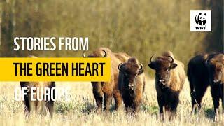 Bison: Stories from the Green Heart of Europe