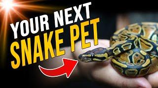 The 10 Friendliest Pet Snakes You Can Own!