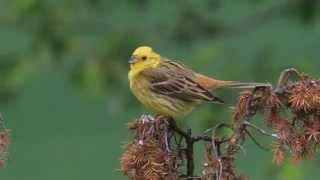 Yellowhammer song and plumage care