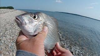 Non-stop Porgy Action!(CRAZY!) - Fishing Clams on the North Shore - LI NY